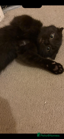 Scottish Fold cats - Advert 5