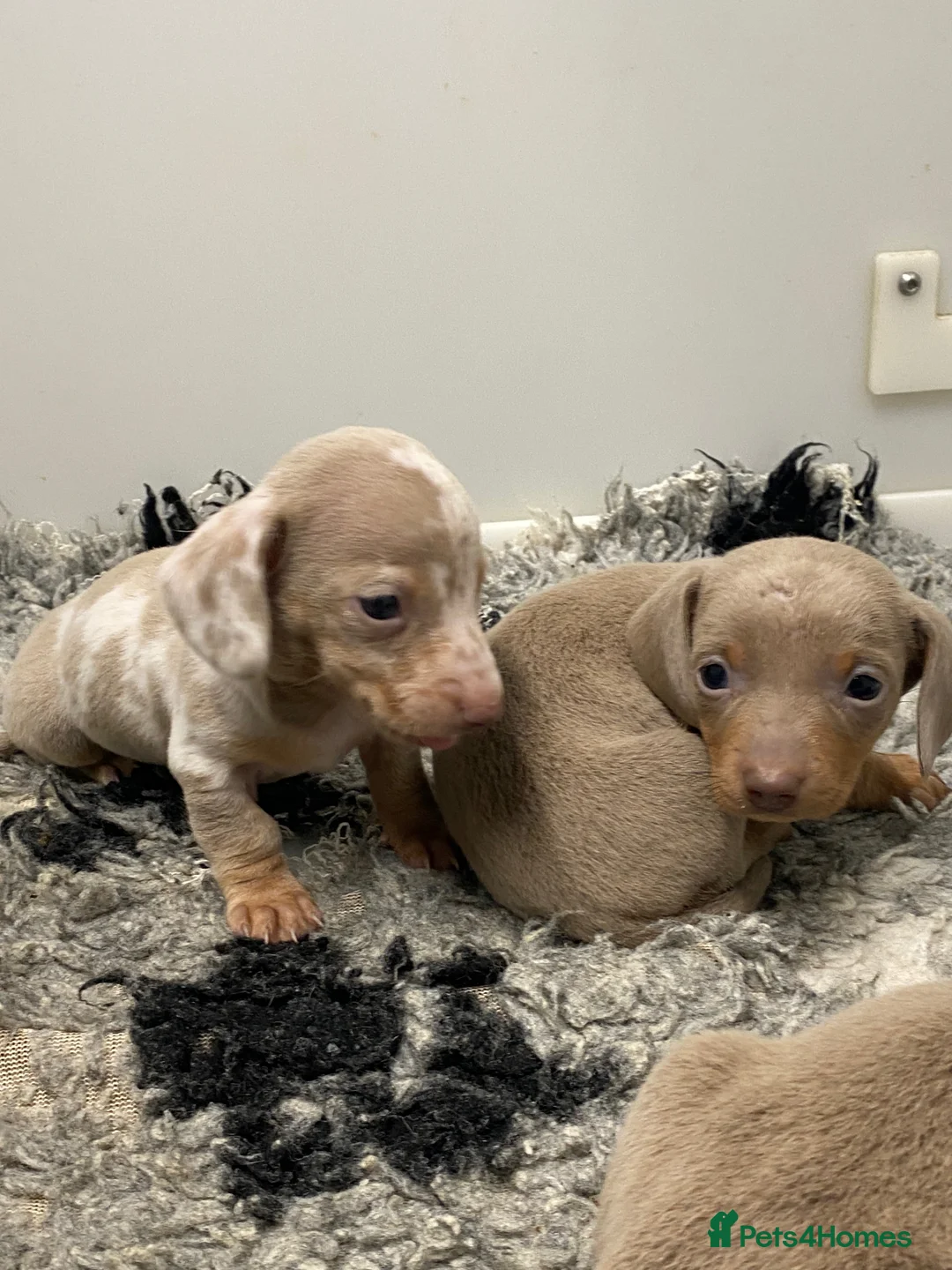 Miniature Dachshund dogs for sale: 5⭐️Licensed breeder. Tiny miniature dachshunds - Advert 5