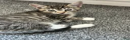 Mixed Breed cats for sale: 4 beautiful kittens, ready today, amazing mix  - Advert 14