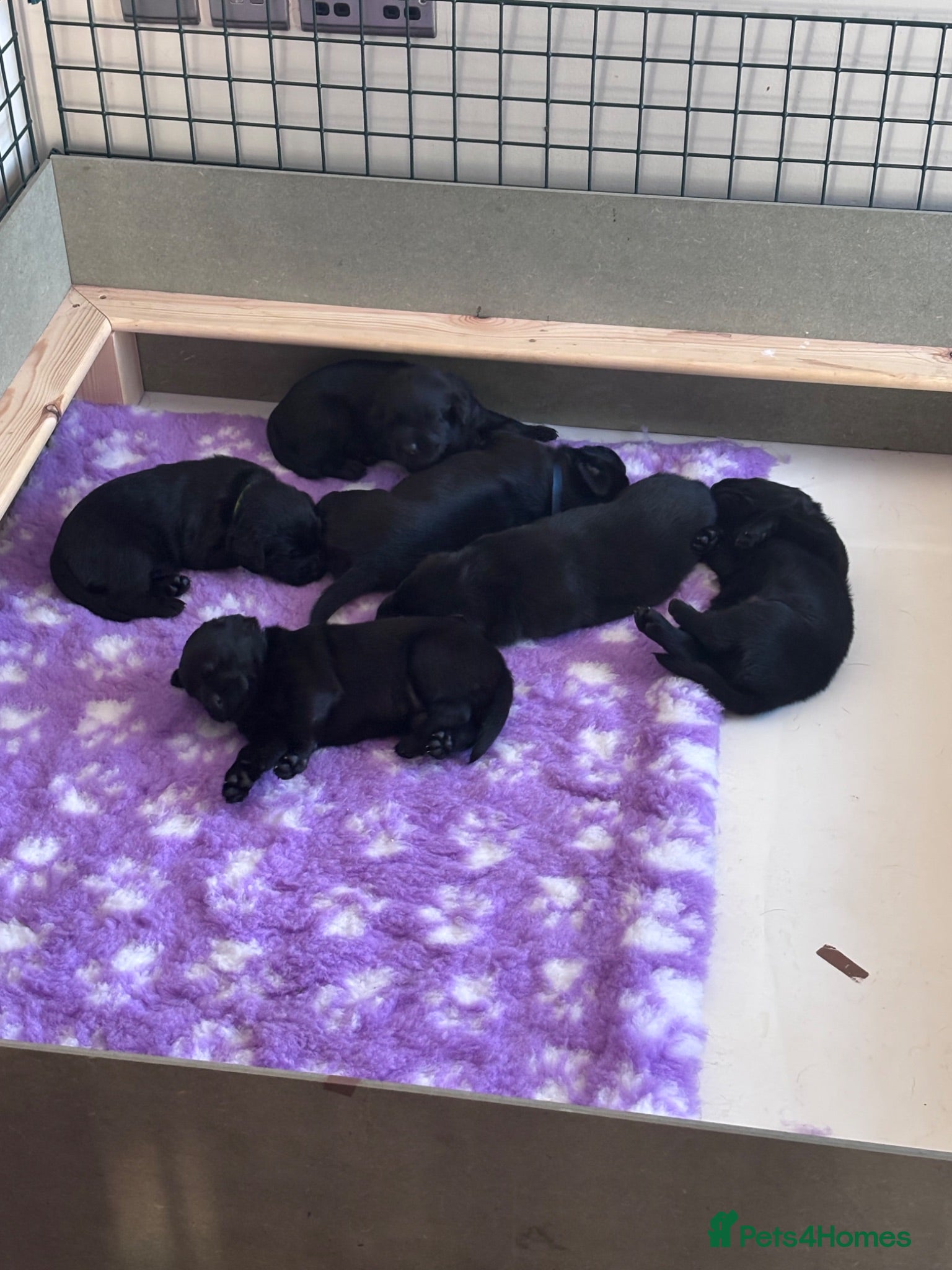Labrador Retriever dogs KC Pedigree Labrador Puppies READ DESC. RE PRICING - Advert 2