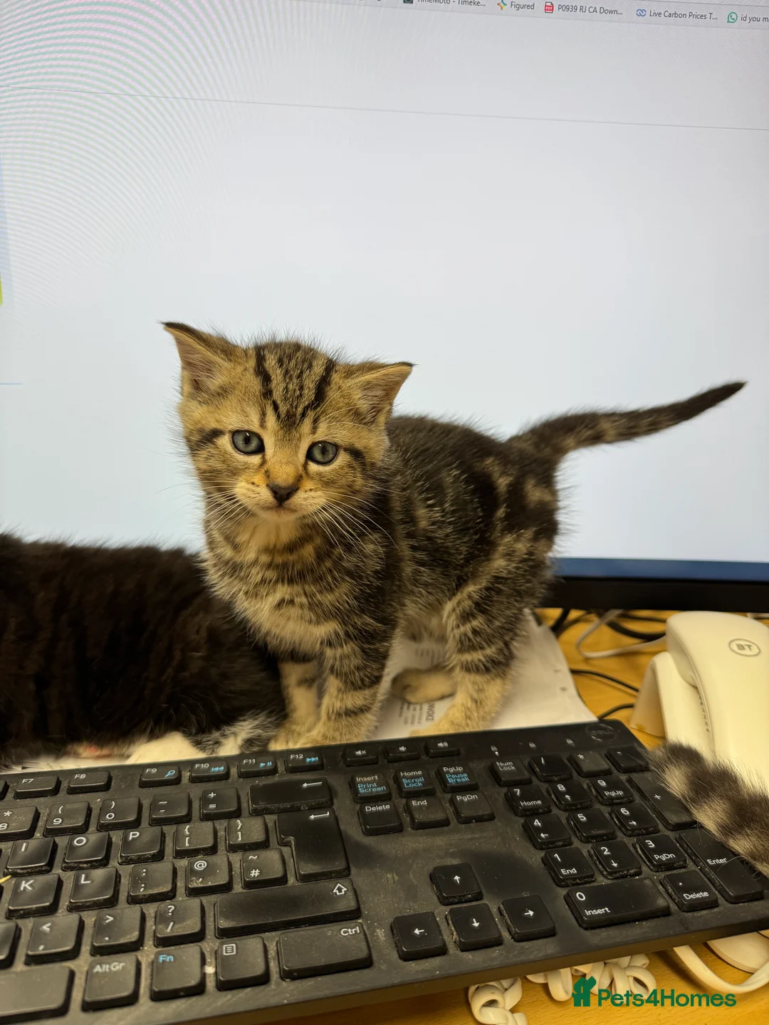 Mixed Breed cats for sale: Beautiful kittens for sale - Advert 13