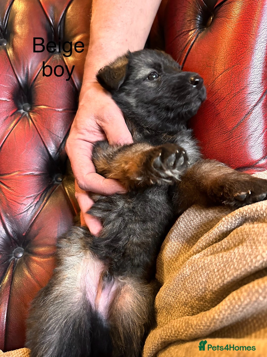 German Shepherd dogs for sale: Long-Haired Straight Back German Shepherd Puppies - Image 19