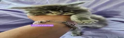 Maine Coon cats for sale: Mainecoons ready now - Advert 22