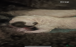 Mixed Breed dogs for sale: Rare Dalmadoodles - Image 10