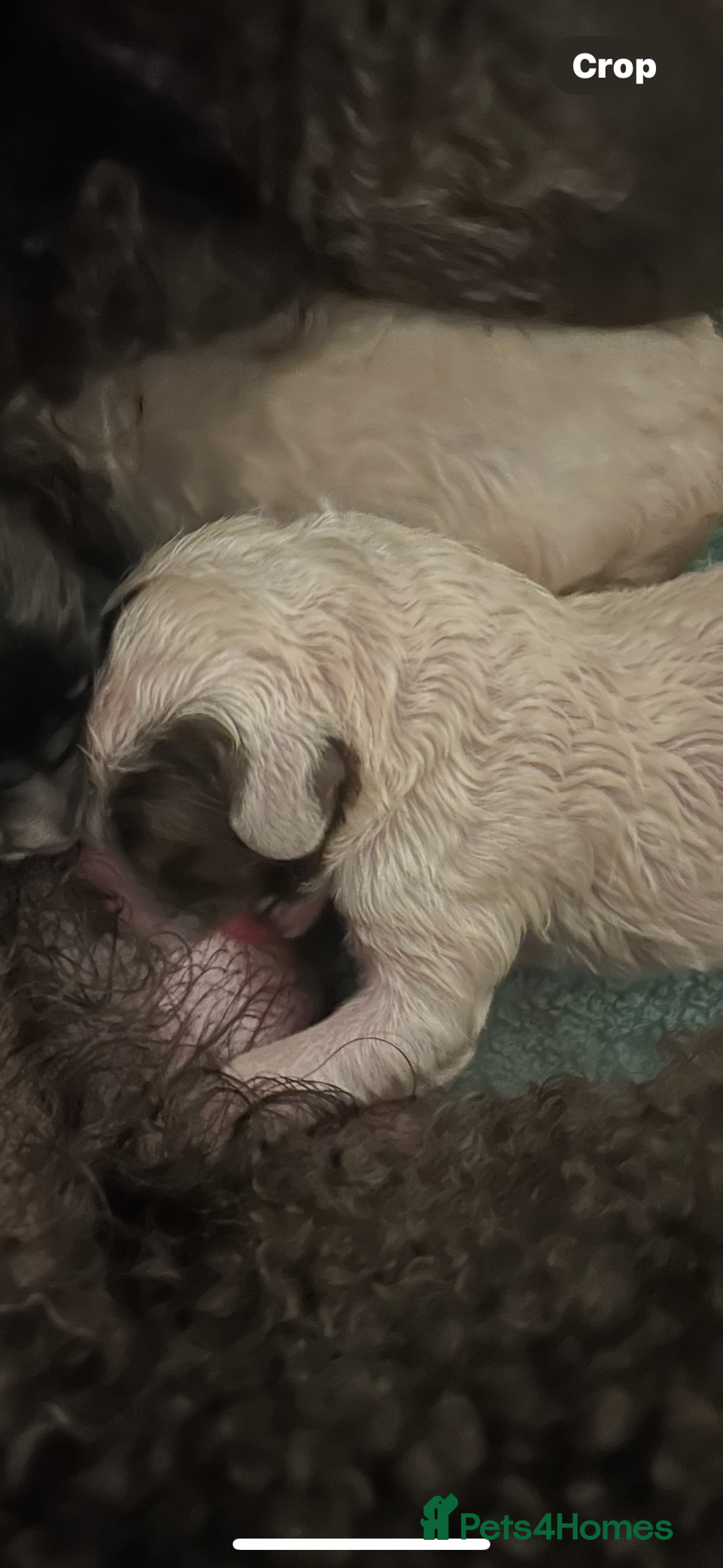 Mixed Breed dogs for sale: Rare Dalmadoodles - Image 10