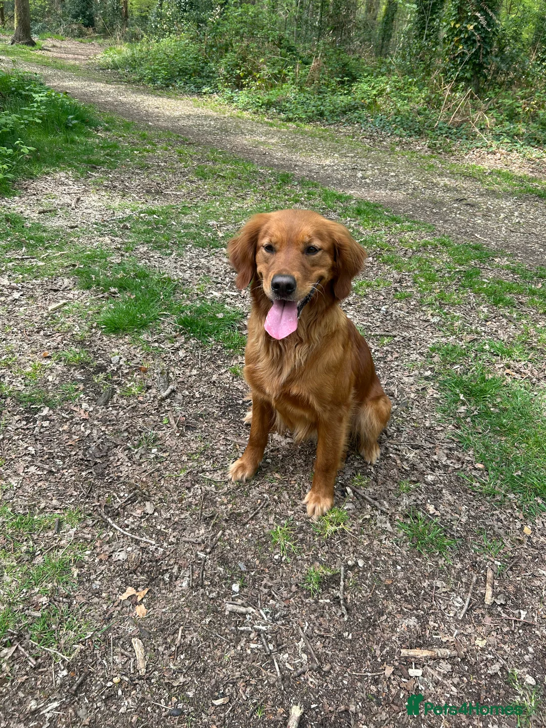 Golden Retriever dogs for sale: Stunning Dark Red Retreiver Pups  - Advert 5