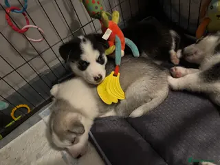 Siberian Husky dogs Siberian Husky Pups (READY TO GO NEXT WEEK) - Advert 7