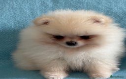 Pomeranian dogs for sale: Male Pomeranian  - Image 7