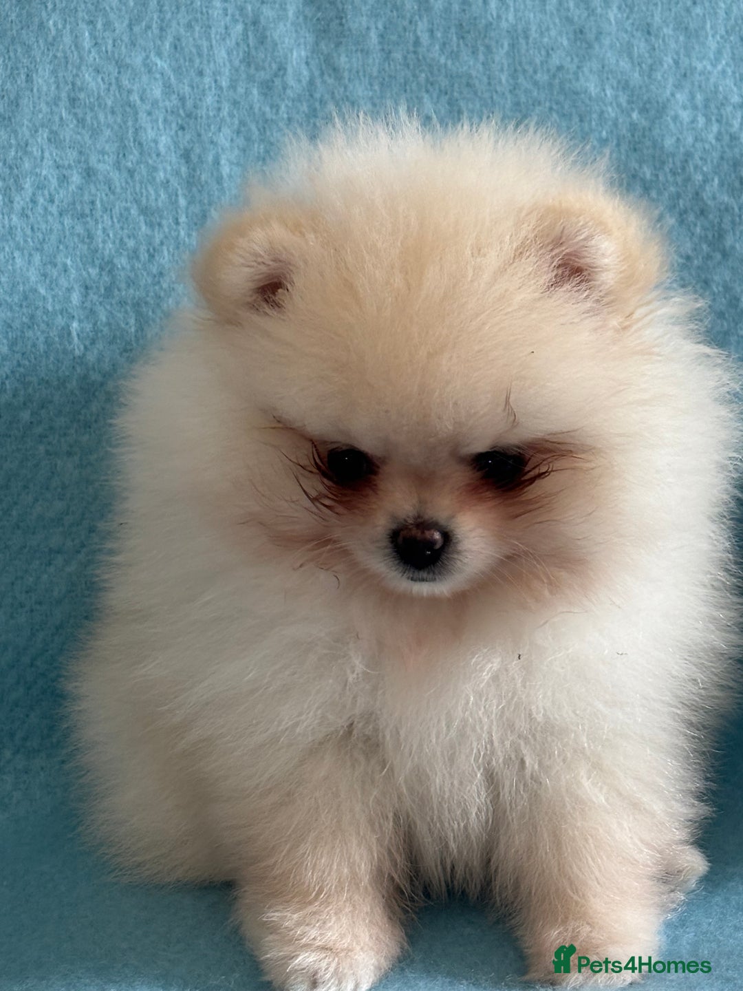 Pomeranian dogs for sale: Male Pomeranian  - Image 7