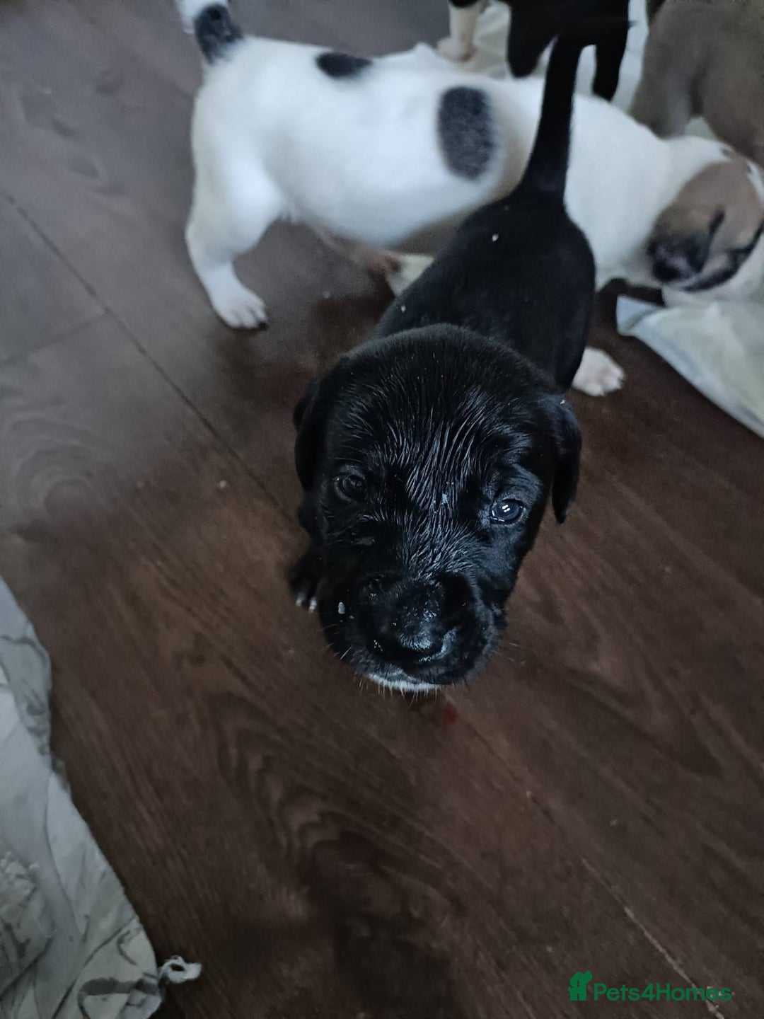 Mixed Breed dogs for sale: Puppies - Image 18