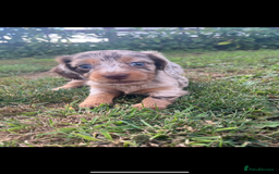Dachshund dogs for sale: Dachshund - Image 1