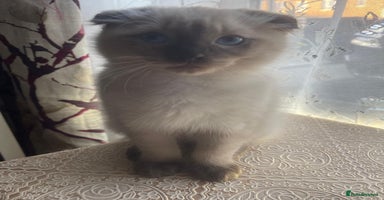 Ragdoll cats - Advert 12