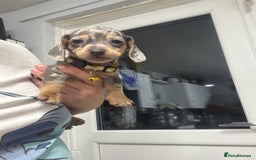 Dachshund dogs for sale: 7 beautiful dachshund baby’s  - Image 19