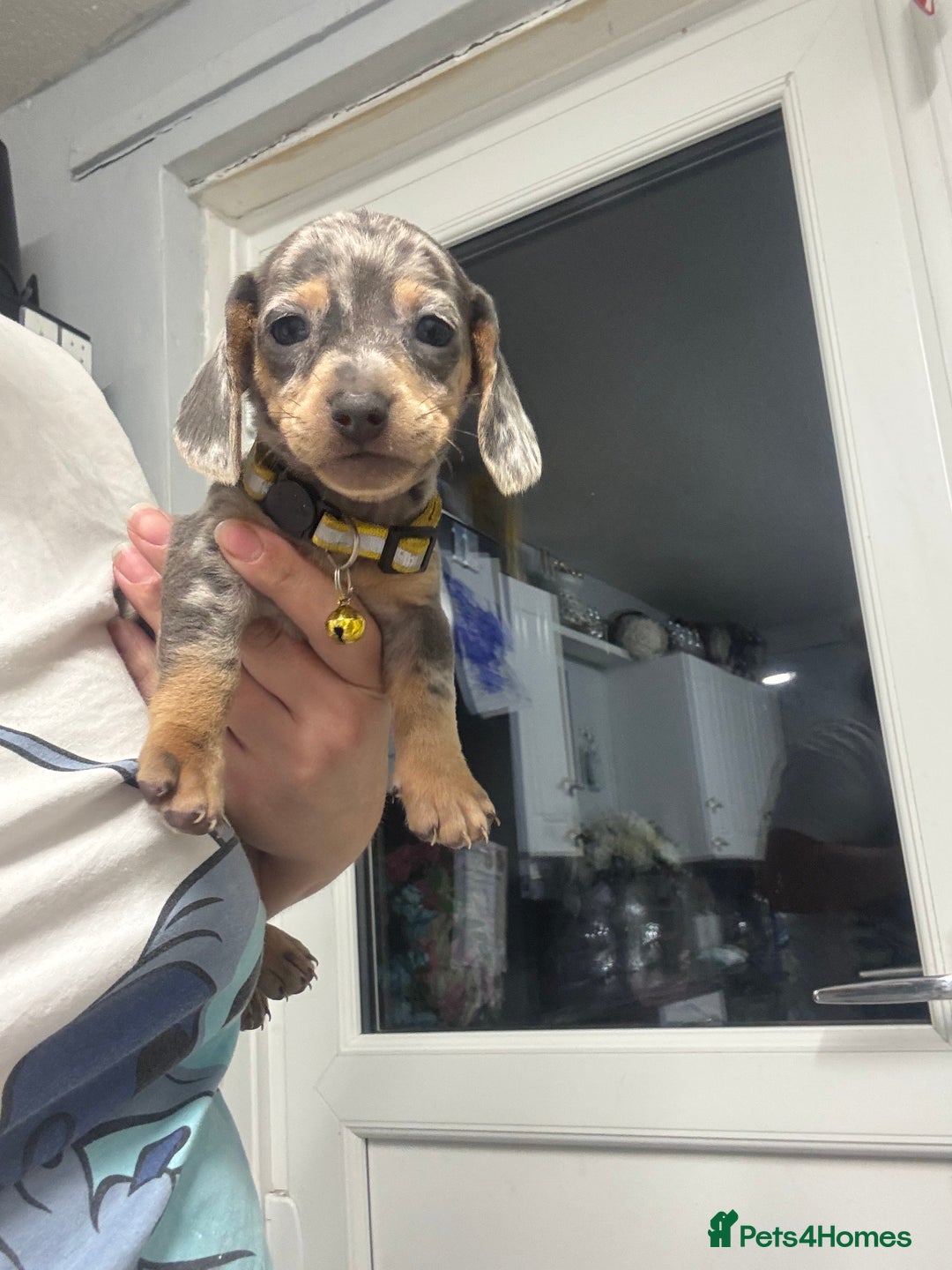 Dachshund dogs for sale: 7 beautiful dachshund baby’s  - Image 19
