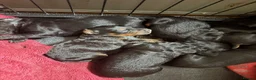 Mixed Breed dogs for sale: Stunning litter of Gordon Doodles. - Advert 10