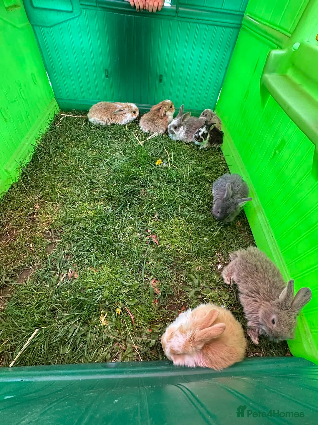 French Lop rabbits for sale: French lop babies in Holt - Advert 2