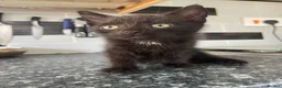 Mixed Breed cats for sale: 3 gorgeous kittens  - Advert 4