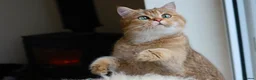 British Shorthair cats for sale: Golden British Shorthair Kittens - Reg & Licensed - Advert 5