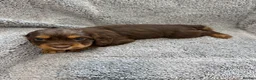 Cocker Spaniel dogs for sale: Merle cocker spaniel puppies - Advert 28