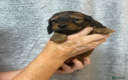 Miniature Dachshund dogs for sale: Amazing Champ Bloodlines Mini Dachshunds ✨ - Image 17