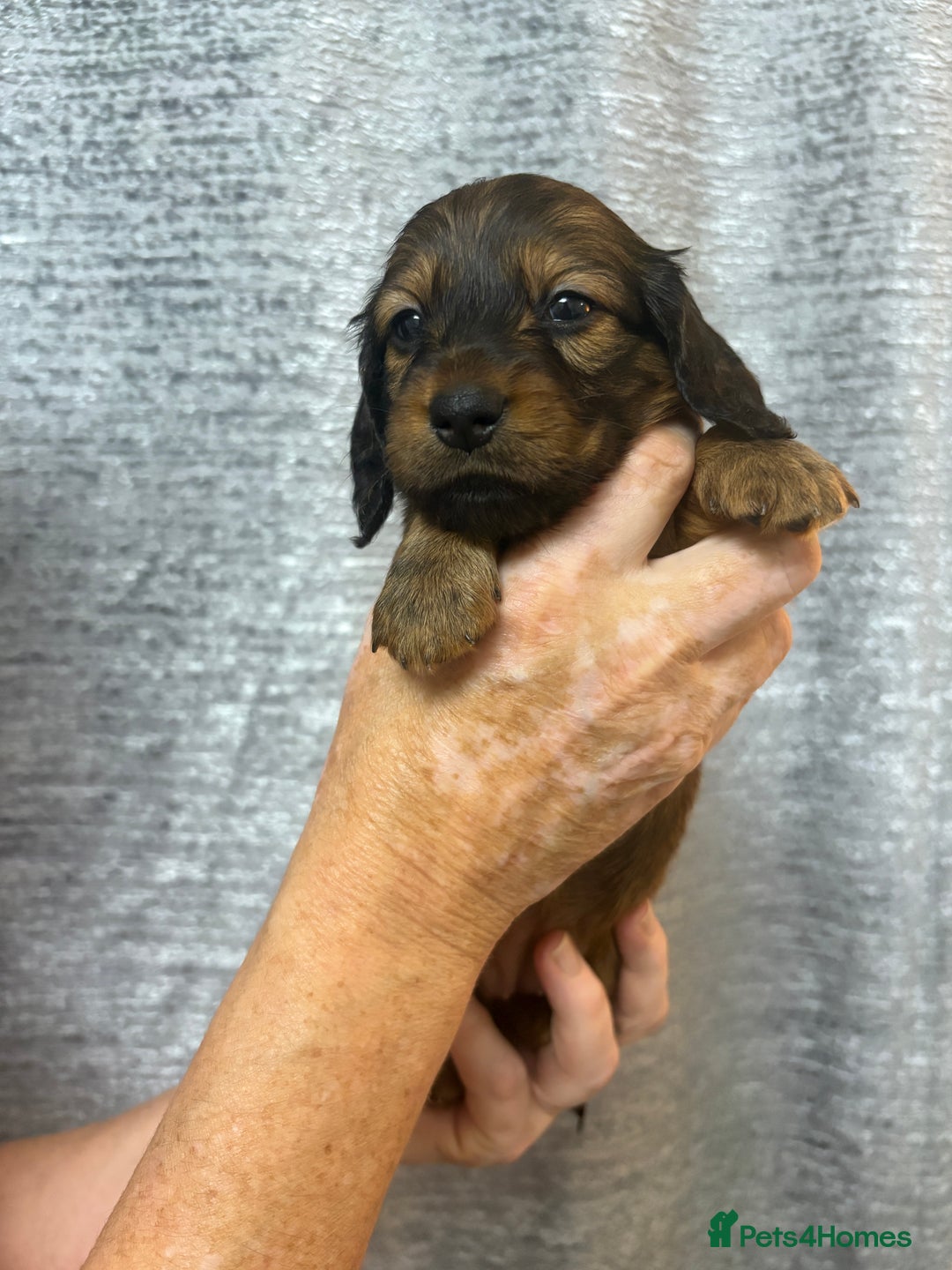 Miniature Dachshund dogs for sale: Amazing Champ Bloodlines Mini Dachshunds ✨ - Image 17