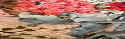 Italian Greyhound dogs for sale: KCRegistered Italian Greyhounds 🐾 - Advert 3