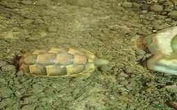 Tortoise reptiles for sale: Spur Thigh Hatchlings - Image 6