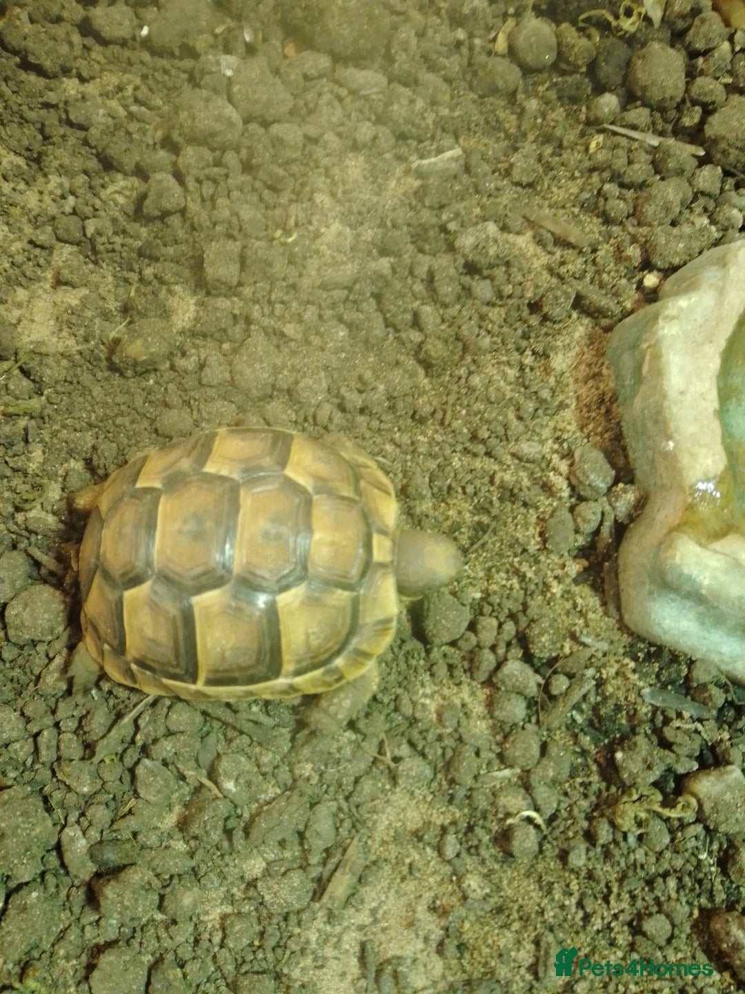Tortoise reptiles for sale: Spur Thigh Hatchlings - Image 6