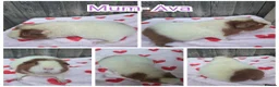 Guinea Pig rodents for sale: Baby Skinny & Teddy Guinea Pigs Ready To Leave! - Advert 12