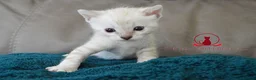 Bengal cats for sale: ✨️ glitter snow champion bengal kittens ✨️ - Advert 10