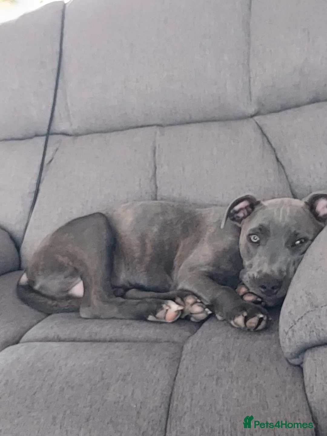 Staffordshire Bull Terrier dogs for sale: Archie - Advert 5