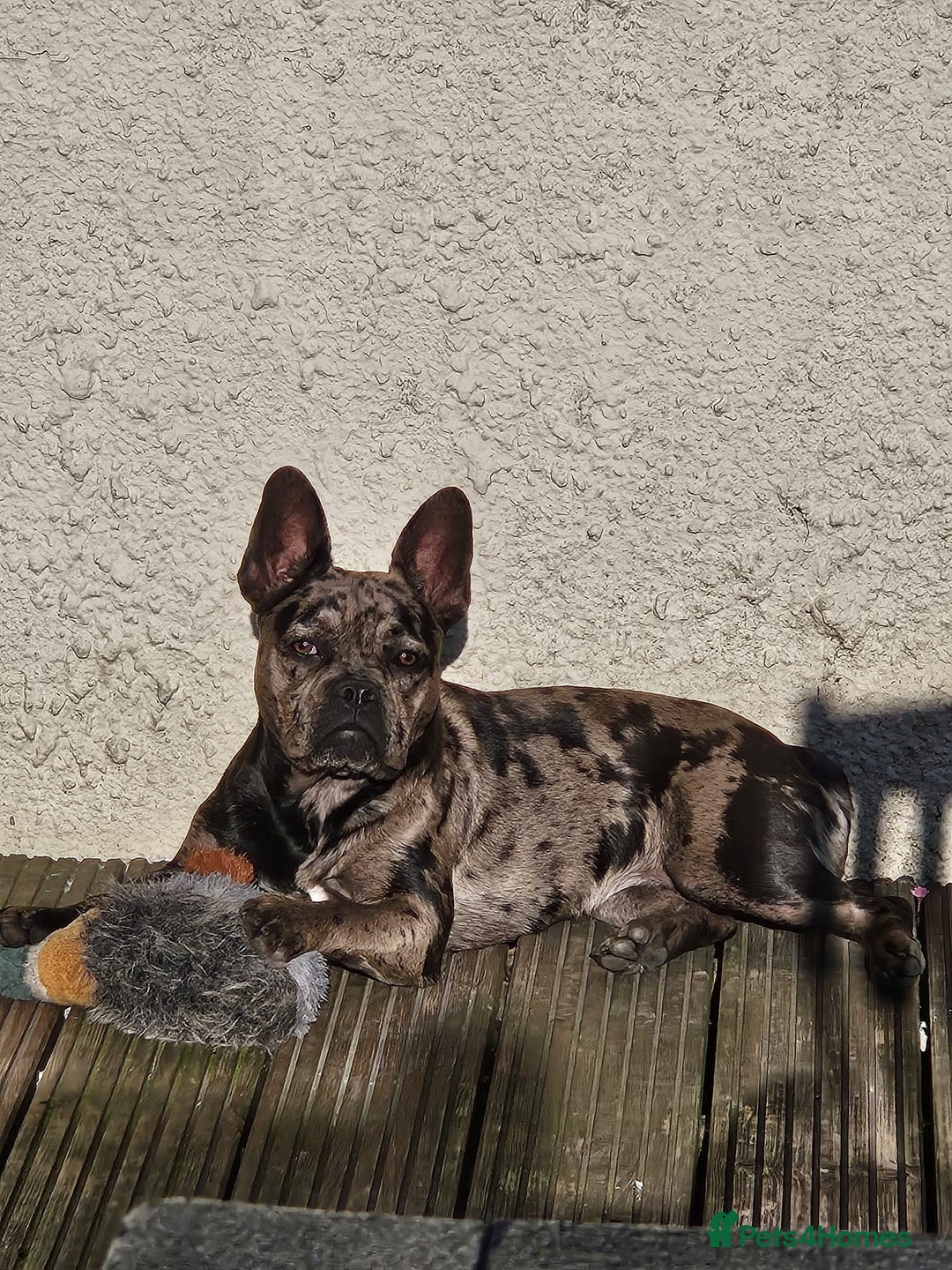 Mixed Breed dogs for sale: Frenchie x - Image 2