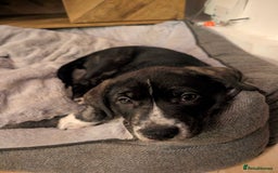 Mixed Breed dogs for sale: Two beautiful Staffy x Husky puppies  - Image 13