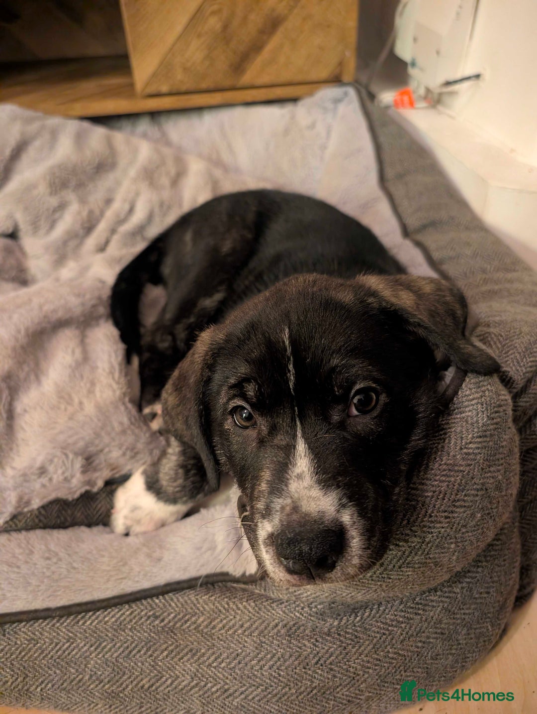 Mixed Breed dogs for sale: Two beautiful Staffy x Husky puppies  - Image 13