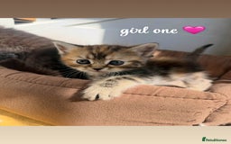 Persian cats for sale: mixed persian & bombay kittens  in Maidstone - Image 3