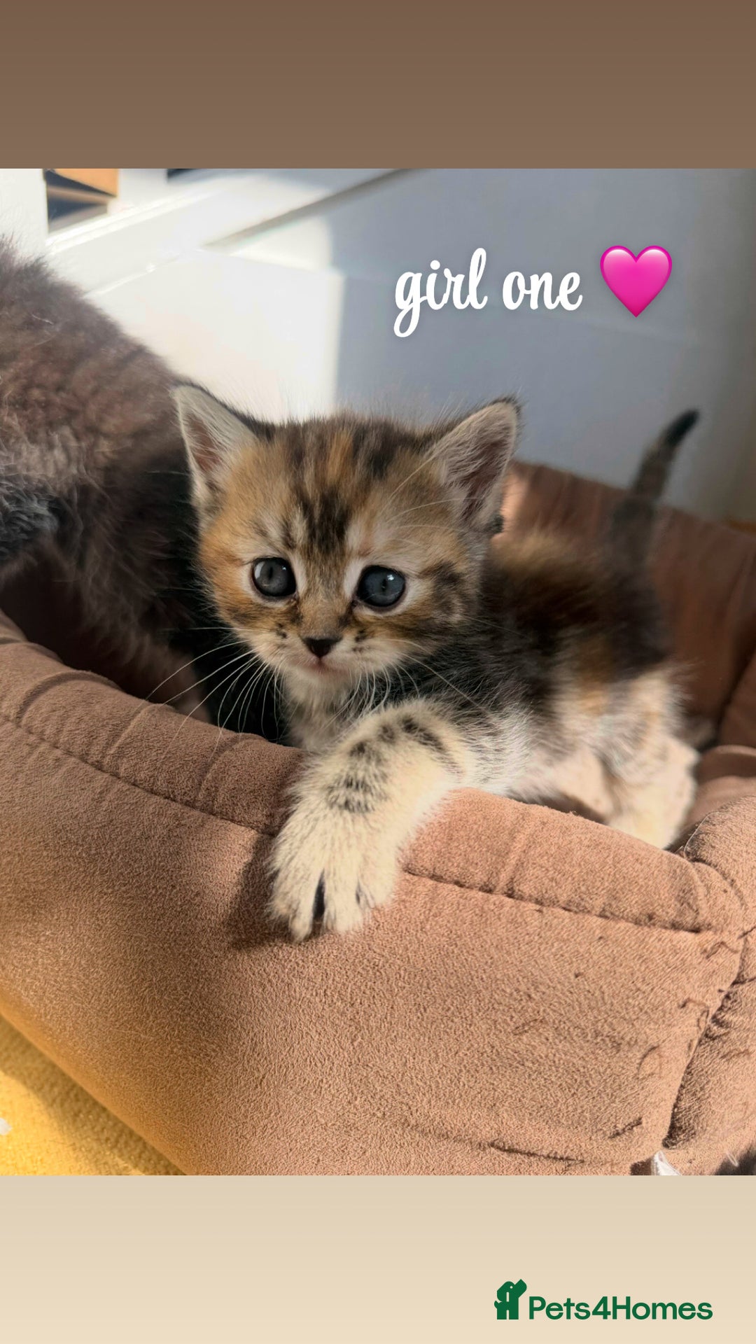 Persian cats for sale: mixed persian & bombay kittens  in Maidstone - Image 3