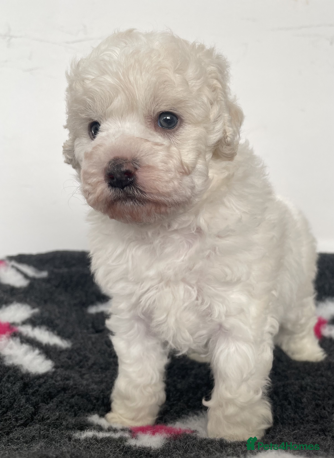 Miniature Poodle dogs for sale: Gorgeous Miniature Poodle puppies - Advert 12