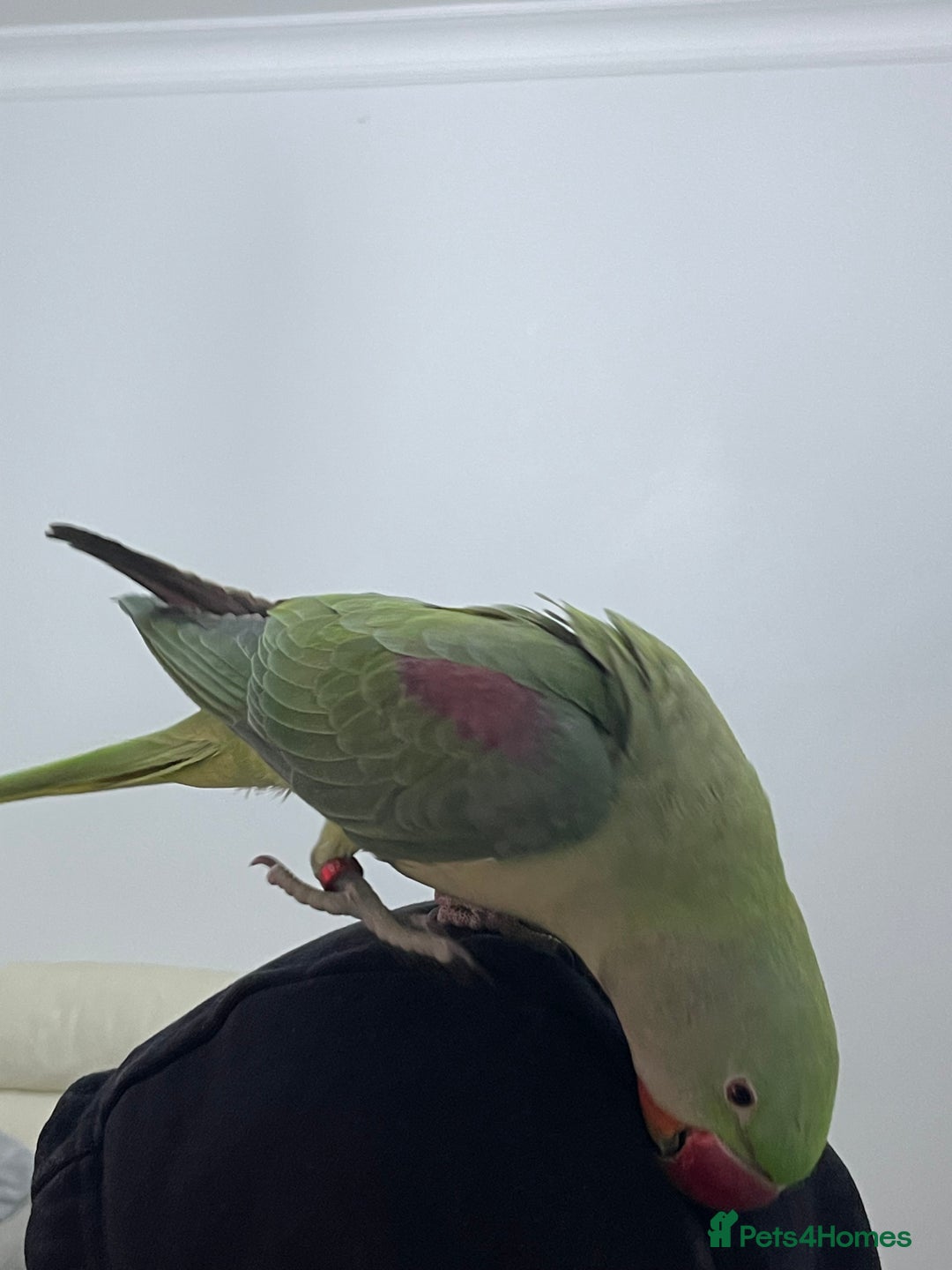 Parakeets birds for sale: Parakeet Alexandra parrot talks - Advert 6