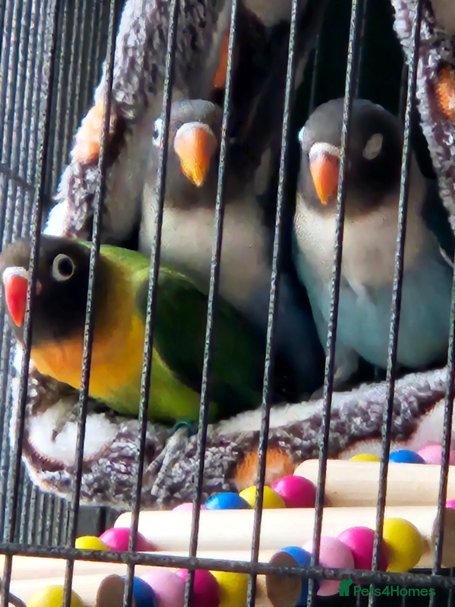 Lovebirds birds Black masked lovebirds - Advert 5
