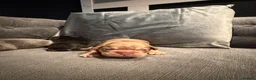 French Bulldog dogs for sale: French bulldog puppies - Advert 7
