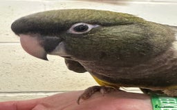 Conures birds for sale: Hand Reared Patagonians - Image 2