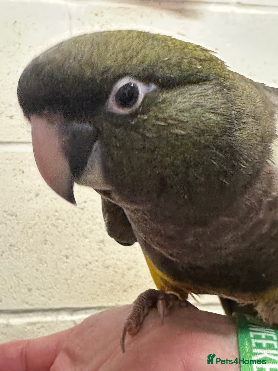 Conures birds for sale: Hand Reared Patagonians - Image 2