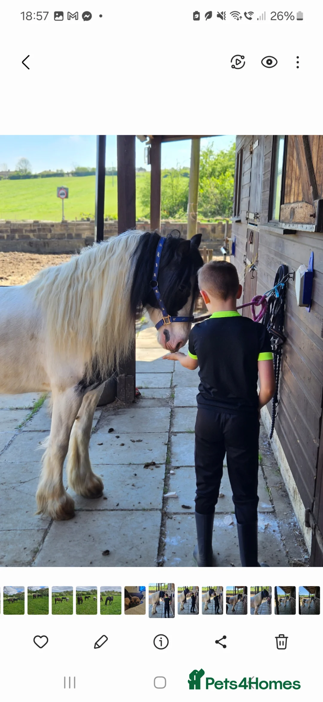 Irish Cob horses for sale: Wonderful cob for sale  in Bradford - Advert 2
