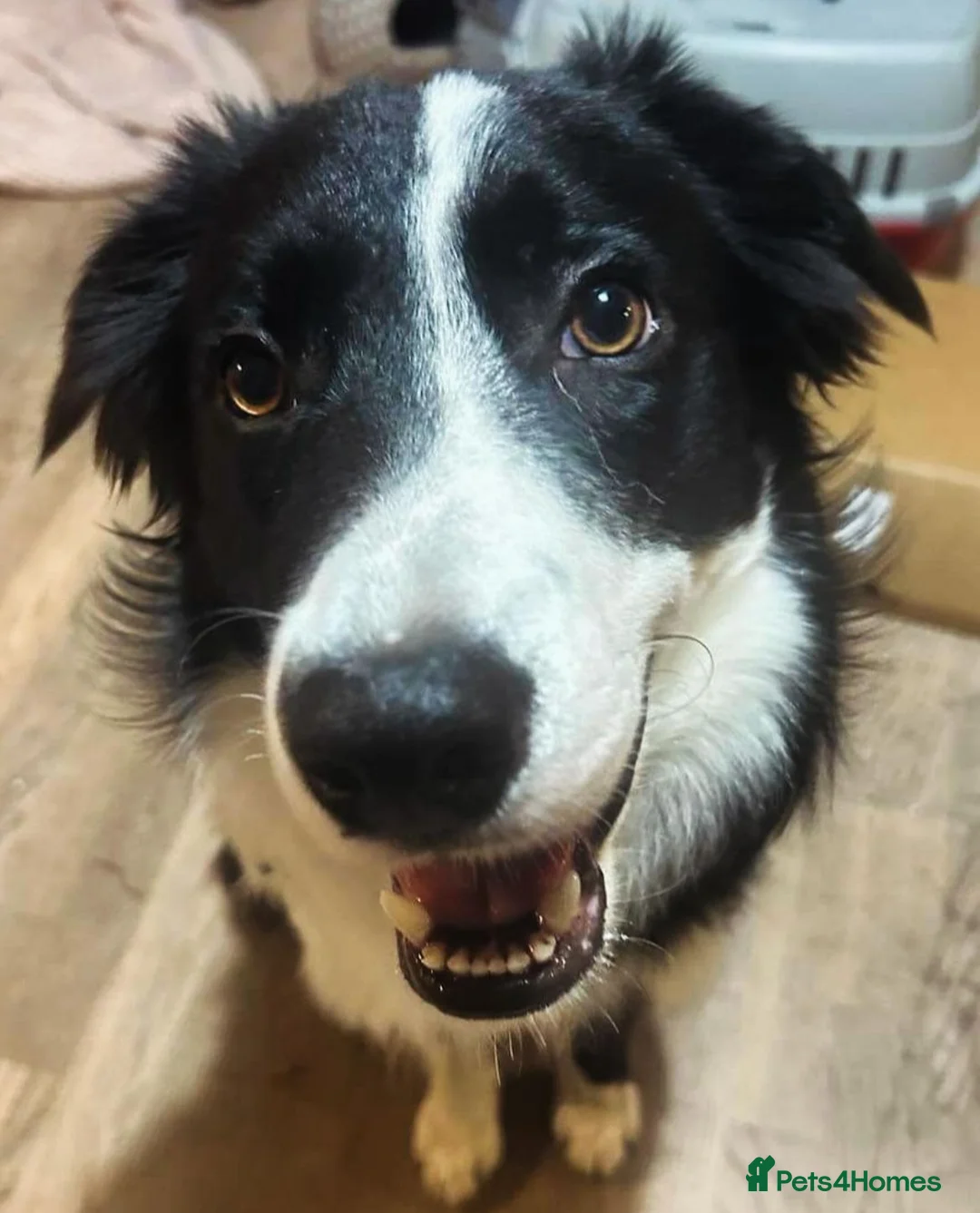 Border Collie dogs for stud: Beautiful Pedigree Stud Border Collie for breeding in Isleworth - Advert 16