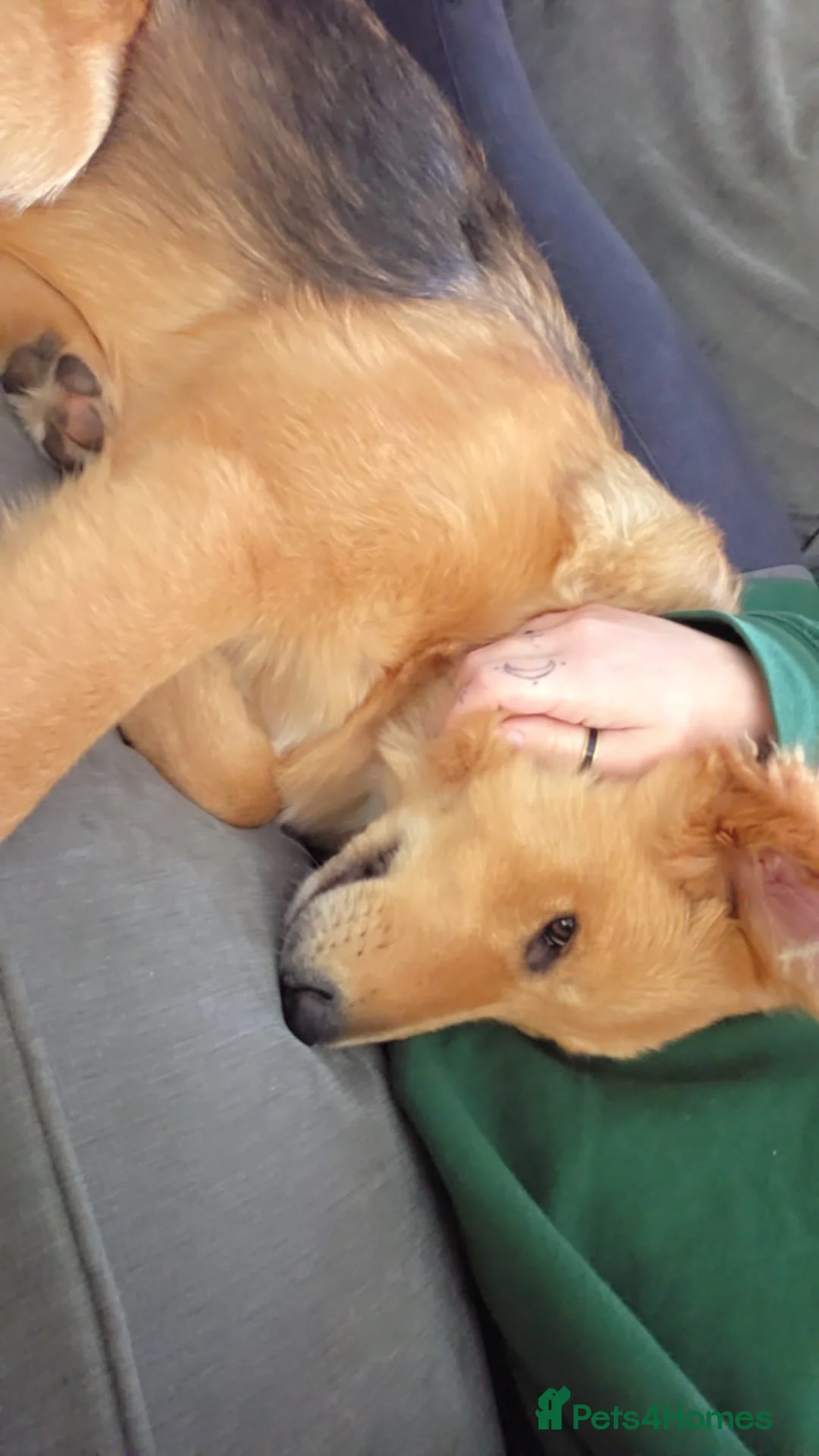 Mixed Breed dogs for sale: Zelda - German Shepard X Husky X Border collie - Advert 13