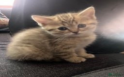 Scottish Fold cats for sale: 1 fold 2 straight Scottish darlings  - Image 25