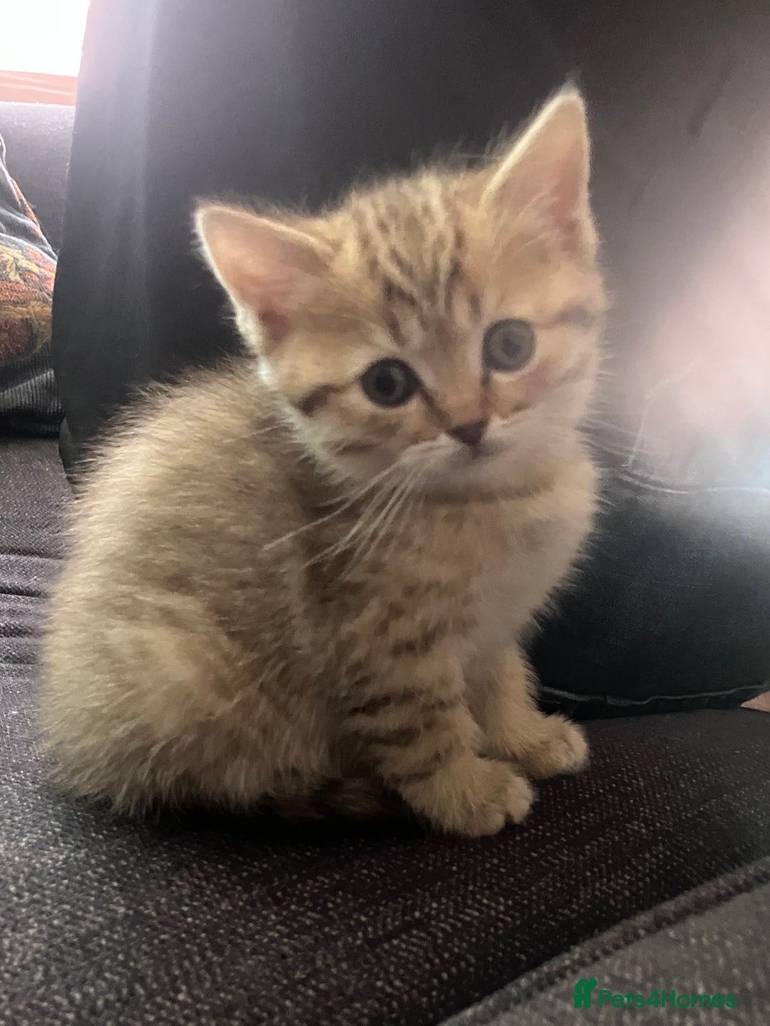 Scottish Fold cats for sale: 1 fold 2 straight Scottish darlings  - Image 25