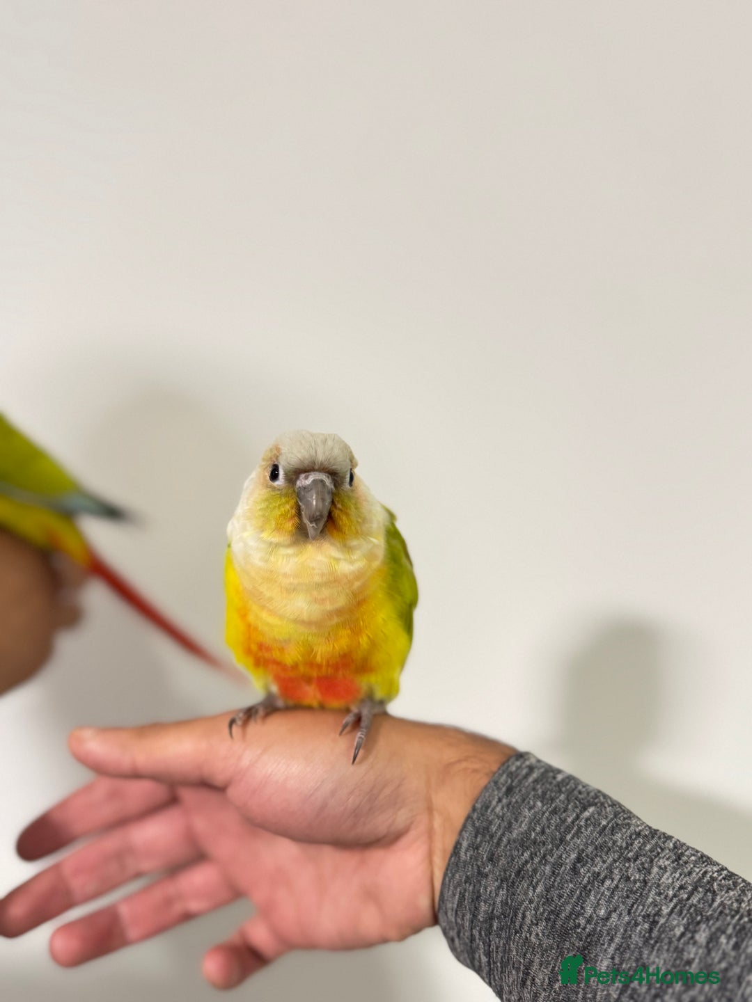 Budgerigars birds for sale: Two Baby handreared super tame conures  EACH - Image 12