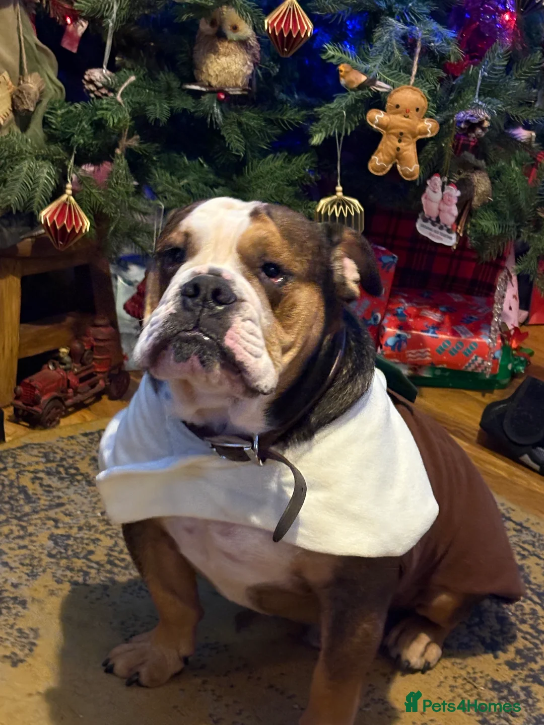 Mixed Breed dogs for sale: English French bulldog x 3-4yrs - Advert 1