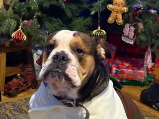 Mixed Breed dogs English French bulldog x 3-4yrs - Advert 3